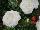 Schoneveld Breeding: Ranunculus  'White' 