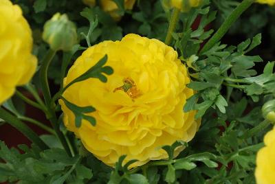 Sprinkles Ranunculus Golden 