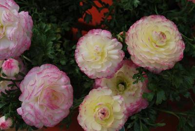 Ranunculus Sprinkles 'White Picotee'