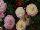 Schoneveld Breeding: Ranunculus  'White Picotee' 