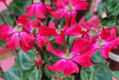 Cyclamen SuperSerie® 'Petticoat'