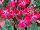 Schoneveld Breeding: Cyclamen  'Petticoat' 