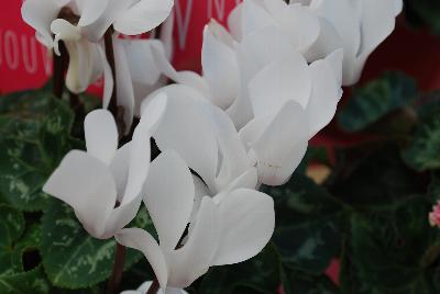 SuperSerie® Cyclamen Allure® 