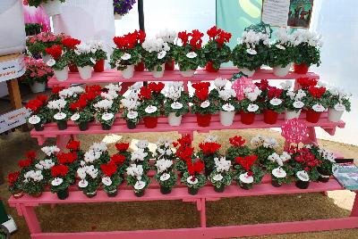 Cyclamen: Cyclamen on display at Schoneveld Breeding as seen @ GroLink, Spring Trials 2015.