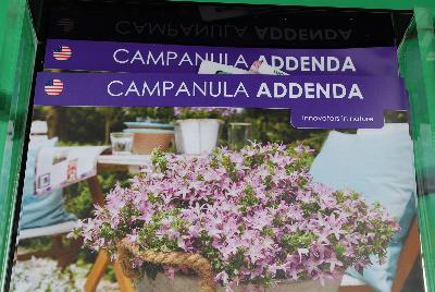 Campanula: Campanula brochure from Schoneveld Breeding as seen @ GroLink, Spring Trials 2015.