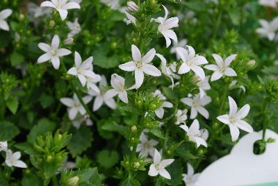 Addenda Campanula Adansa 