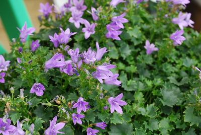 Addenda Campanula Ambella 