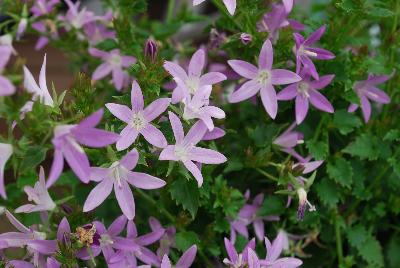 Addenda Campanula Adansa 