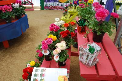 Ranunculus: Ranunculus at Schoneveld Breeding as seen @ GroLink, Spring Trials 2015.