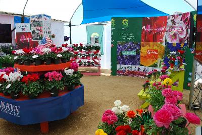 Schoneveld Spring Trials 2015: Welcome to Schoneveld Breeding @ GroLink Spring Trials 2015.