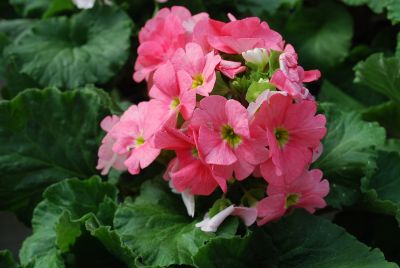 Primula Touch Me® 'Coral'