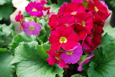 Primula Touch Me® 'Crimson'