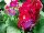 Schoneveld Breeding: Primula  'Crimson' 