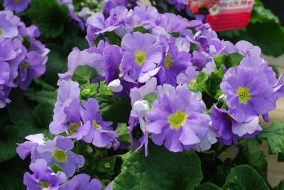 Primula Touch Me® 'Light Blue'