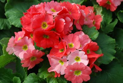 Primula Touch Me® 'Rose'