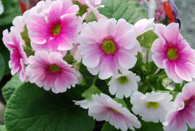 Touch Me® Primula Rose White 