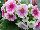 Schoneveld Breeding: Primula  'Rose White' 