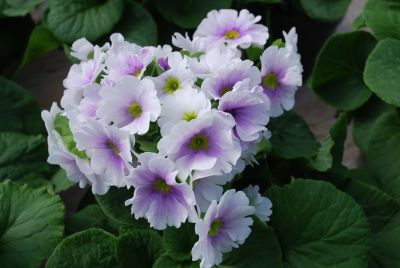 Primula Touch Me® 'White Blue'