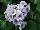 Schoneveld Breeding: Primula  'White Blue' 