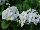 Schoneveld Breeding: Primula  'White' 