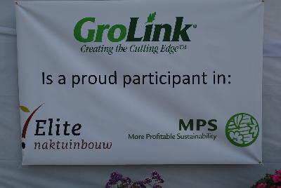Seen @ Spring Trials 2016.: Welcome to GroLink Spring Trials 2016.  A proud participant in Elite naktuinbouw and MPS (More Profitable Sustainability), offering a higher standard of plant quality and purity.