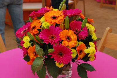 Seen @ Spring Trials 2016.: Welcome to GroLink Spring Trials 2016, with a beautiful centerpiece display of bold colors of gerbera, mums and lilies.