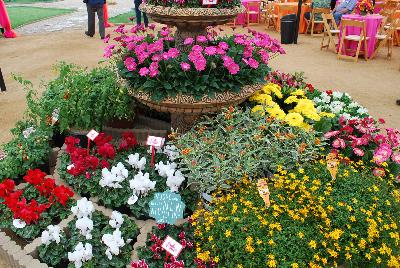 Seen @ Spring Trials 2016.: On display @ GroLink, Spring Trials 2016.  Several of the new varieties from the many vendors in attendance.