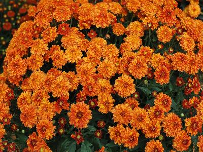 Chrysanthemum Colina 'Orange'