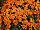 GroLink Plant Co.: Chrysanthemum  'Orange' 