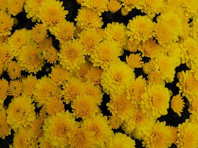 Chrysanthemum Mouria 'Yellow'