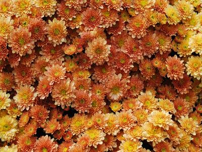 Chrysanthemum Staviski 'Orange'