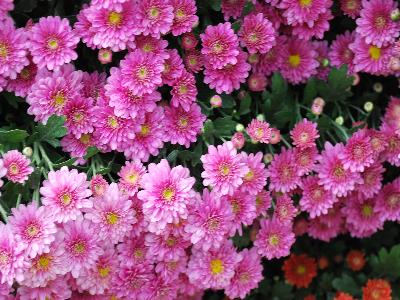 Chrysanthemum Staviski 'Pink'