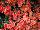 GroLink Plant Co.: Chrysanthemum  'Red' 