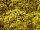 GroLink Plant Co.: Chrysanthemum  'Yellow' 