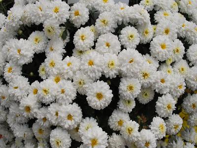 Greenex USA Inc.: Chrysanthemum Terano 