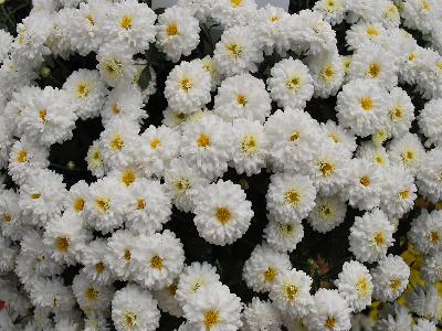 Chrysanthemum  'Terano'