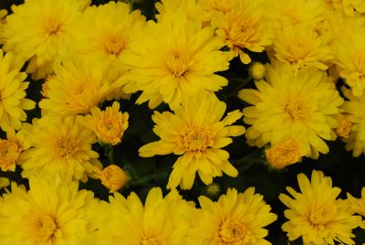 GroLink Plant Co.: Belgian Mum® Chrysanthemum Allegra Yellow 
