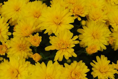 Chrysanthemum Belgian Mum® 'Allegra Yellow'