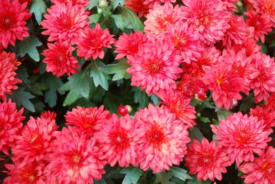 GroLink Plant Co.: Belgian Mum® Chrysanthemum Amadora Red 