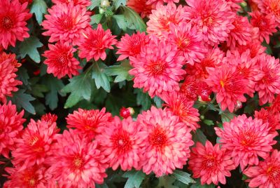 Chrysanthemum Belgian Mum® 'Amadora Red'