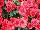 GroLink Plant Co.: Chrysanthemum  'Amadora Red' 