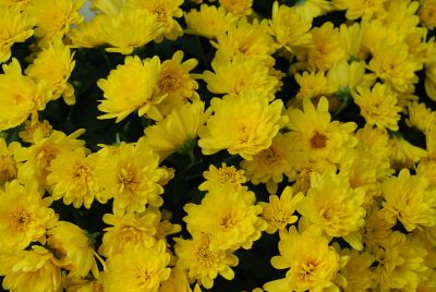 Chrysanthemum Belgian Mum® 'Conella Yellow'