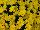 GroLink Plant Co.: Chrysanthemum  'Conella Yellow' 