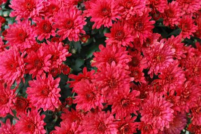 Chrysanthemum Belgian Mum® 'Lava Red'