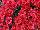 GroLink Plant Co.: Chrysanthemum  'Lava Red' 
