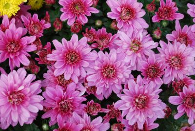 Chrysanthemum Belgian Mum® 'Magnus Violet'