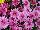 GroLink Plant Co.: Chrysanthemum  'Magnus Violet' 