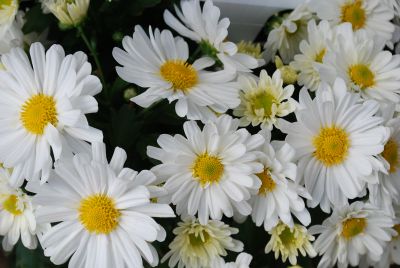 GroLink Plant Co.: Belgian Mum® Chrysanthemum Margo White 