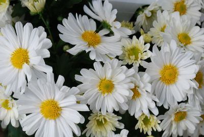 Chrysanthemum Belgian Mum® 'Margo White'