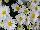 GroLink Plant Co.: Chrysanthemum  'Margo White' 